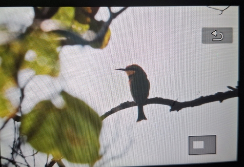 Little Bee-eater