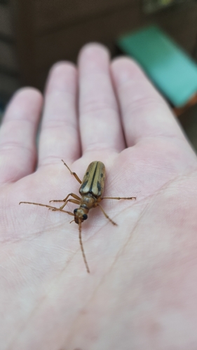 iNaturalist observation photo of Ortholeptura valida
