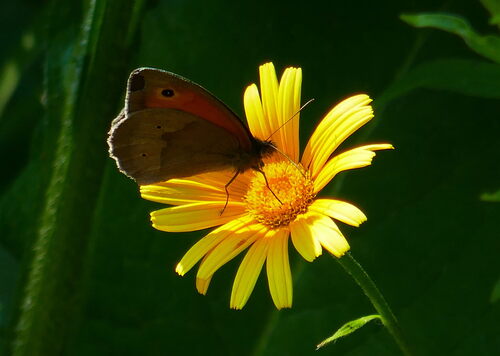 Meadow Brown