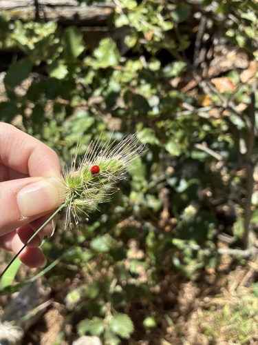 iNaturalist observation photo of Western Polished Lady Beetle