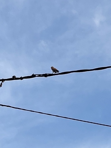 Eurasian Kestrel