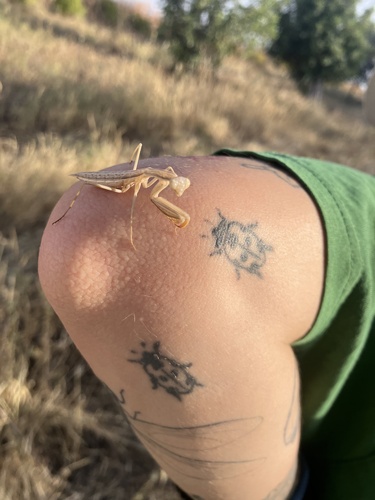 European Mantis