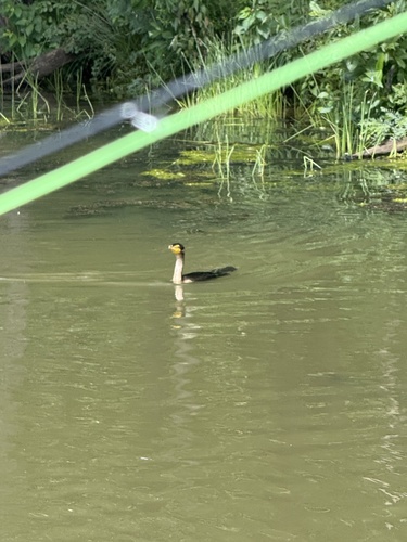Double-crested Cormorant