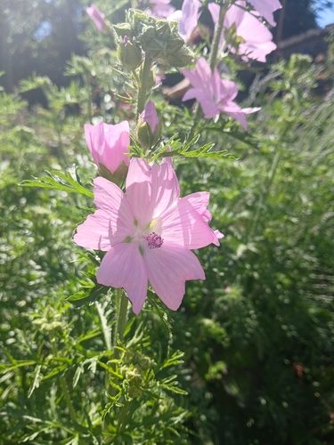 musk mallow