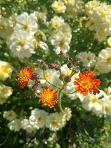 orange hawkweed