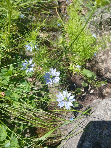 love-in-a-mist