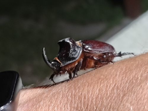 Greek rhinoceros beetle