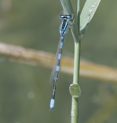 Dainty Damselfly