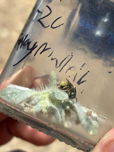 iNaturalist observation photo of Apine Bees