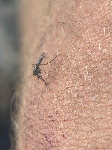 iNaturalist observation photo of Western Treehole Mosquito