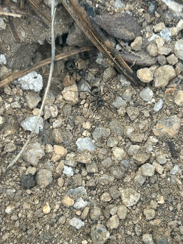 iNaturalist observation photo of Formicine Ants