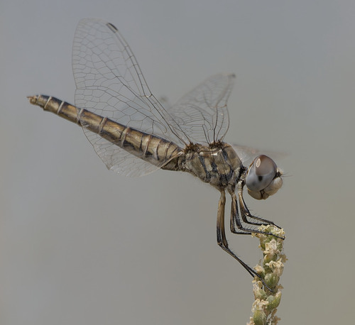 Black Pennant