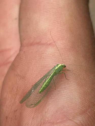 iNaturalist observation photo of Comanche Green Lacewing