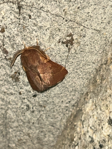 iNaturalist observation photo of Western Tent Caterpillar Moth