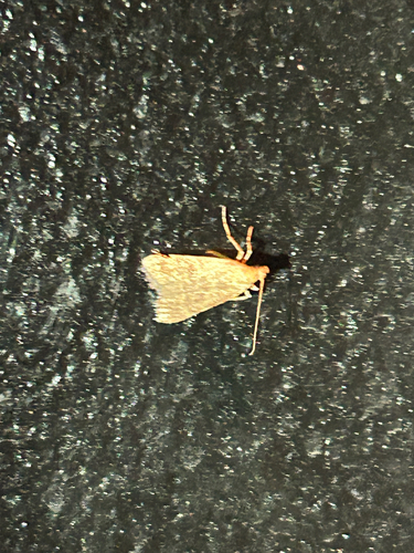 iNaturalist observation photo of Pyralid and Crambid Snout Moths