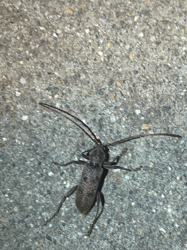 iNaturalist observation photo of Brothylus gemmulatus