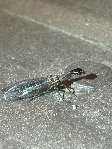 iNaturalist observation photo of Snakeflies