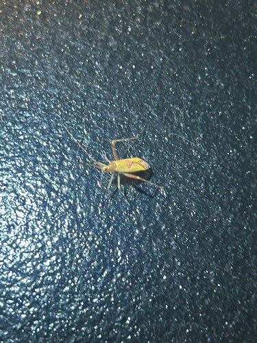 iNaturalist observation photo of Cimicomorph Bugs