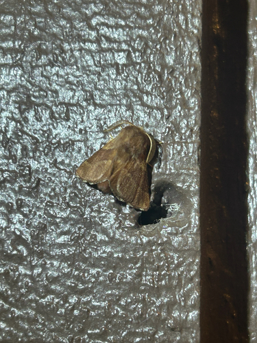 iNaturalist observation photo of Western Tent Caterpillar Moth