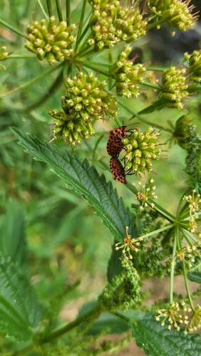 Continental Striped Shield Bug