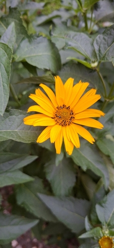 false sunflower
