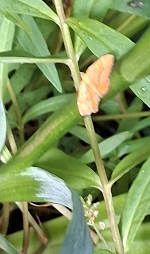 Yellow Shell Moth