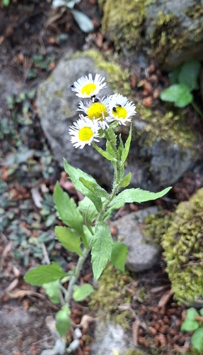annual fleabane