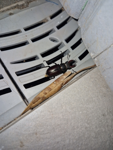 European Stag Beetle