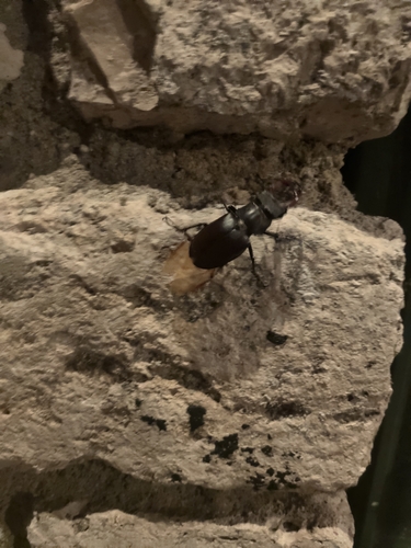 European Stag Beetle