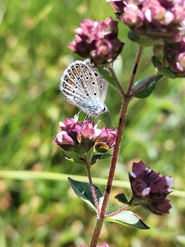 Common Blue
