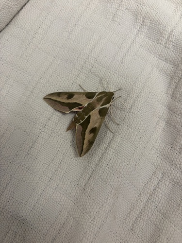 Leafy Spurge Hawkmoth