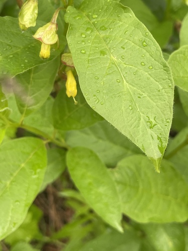 twinberry honeysuckle