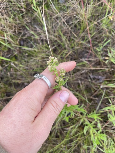 Northern Bedstraw