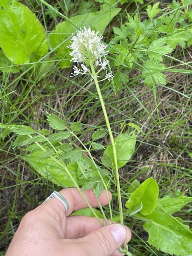 red baneberry