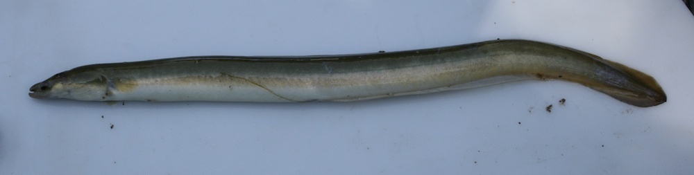 American Eel (Fish of Coastal New Jersey) · iNaturalist