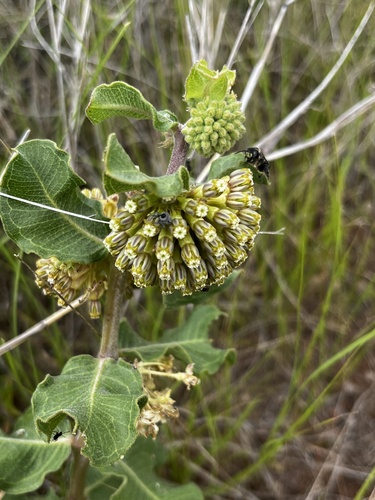 green comet milkweed
