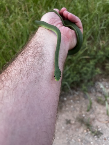 Rough Greensnake