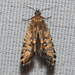 Five-bar Sedge Moth - Photo (c) john lenagan, all rights reserved, uploaded by john lenagan