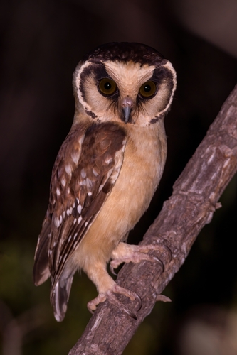 Buff-fronted Owl
