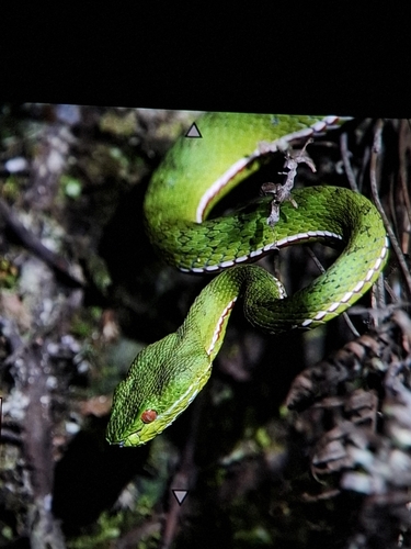 Chinese Green Tree Viper