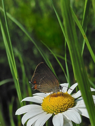 Sloe Hairstreak