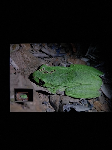 Chinese Flying Frog