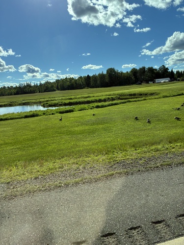 Canada Goose
