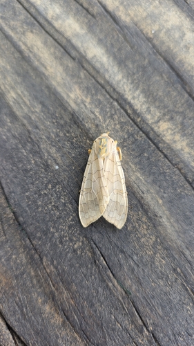 Banded Tussock Moth