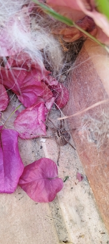 Radiated Wolf Spider