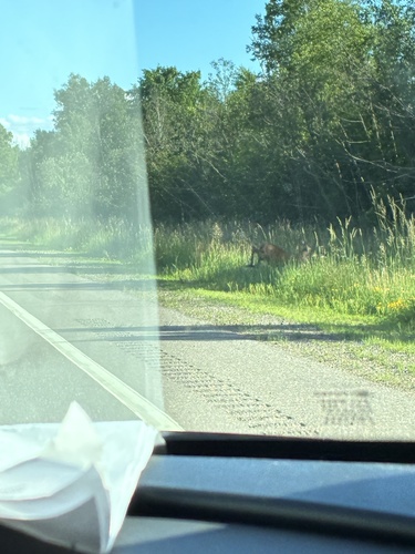 White-tailed Deer