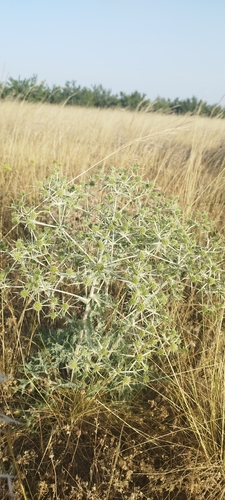Field Eryngo