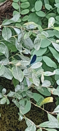 Beautiful Demoiselle