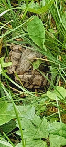 Agile Frog