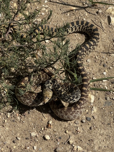 Gopher Snake